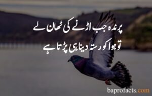 Motivational Quotes in Urdu